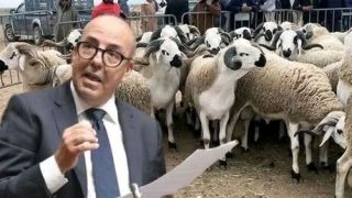 وزير الفلاحة يعلن عن بدء صرف الدعم المباشر لمربي الماشية الشهر المقبل