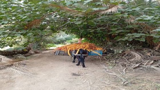 موسم جني التمور بواحات الجنوب الشرقي، زاوية أملكيس بأوفوس نموذجا